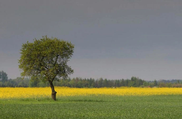 Nielegalne środki ochrony roślin